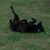 Dovie Hodgin's profile image