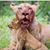 Adan Flores's profile image