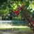 Julie Ann Spedale-Holley Koss's profile image