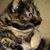 Sheila Andrews Blankenship's profile image