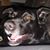 Lezelle Martin Taylor's profile image