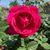 Jeanette Davis's profile image