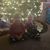 Ann Marie Weiglein's profile image