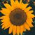 Char Beauparlant's profile image