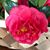 Patti Yahnis's profile image
