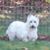 Laura VanKirk Penar's profile image