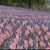 Debra Debbie Cook's profile image