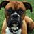 Allison Franks's profile image
