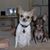 Adams Animal Inn's profile image