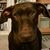 Steen Cavour Nielsen's profile image