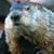 Kym Durham's profile image