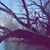 Pauline Farquhar's profile image