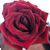 Tere O Espinoza's profile image