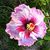Sarah Deer Rucker's profile image