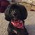 Felicia Hazlett Sassman's profile image
