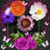 Tina Fiore's profile image