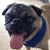 Debra Kay Houston's profile image