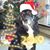 Sharon Marie's profile image