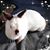 Liesa Morrow-Bratcher's profile image