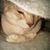 Bella Patella's profile image