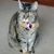 Anne DeAngelis Smith's profile image