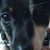 Daisy Cornell's profile image