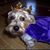 Susie South-Luttrell's profile image