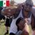 Alejandro Macias's profile image