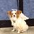 Susan L. Brown's profile image