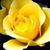 Sandy Erickson's profile image