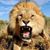 John Lyon's profile image