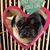 Laura Geisheker's profile image