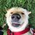 Gina Bonomo Dugas's profile image