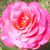 Phyllis Lynn's profile image
