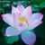 Minh Huynh's profile image