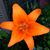 Joanna Brown-Klepzig's profile image