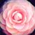 Janie McCarty's profile image