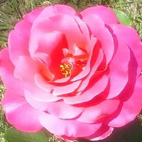 Phyllis Lynn's profile image