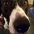 David Englert's profile image