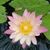 Carol Gearhart's profile image
