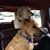 Diane Hutchins's profile image