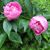 Cheryl Shanaberger Hasson's profile image