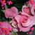 Laura L. Joiner's profile image