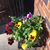 Lisa Gillingham Summer's profile image