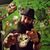 Rasta Rob's profile image