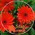 Deborah Kilander's profile image