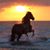 Lorie Roosa Benincasa's profile image