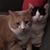 Michelle Waleski-Misner's profile image