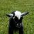 Debra Clute's profile image