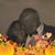 Michael J. Bentivegna's profile image